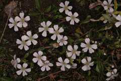 Gypsophila cerastioides